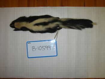 Media type: image;   Mammalogy 10599